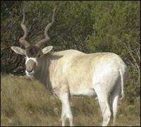 addax