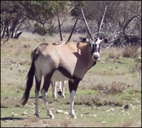 gemsbok