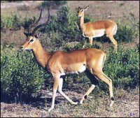 impala