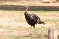 riograndeturkey