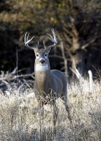 whitetailbuck