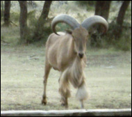 Aoudad Sheep