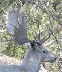 Fallow Deer