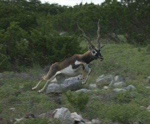 Aoudad Sheep