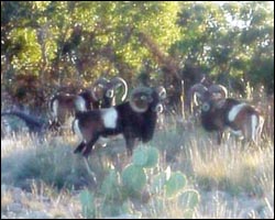 Mouflon Sheep