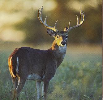 Whitetail Hunts